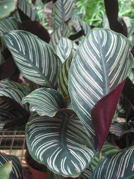 Pin-stripe calathea